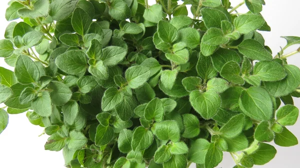 Oregano plant