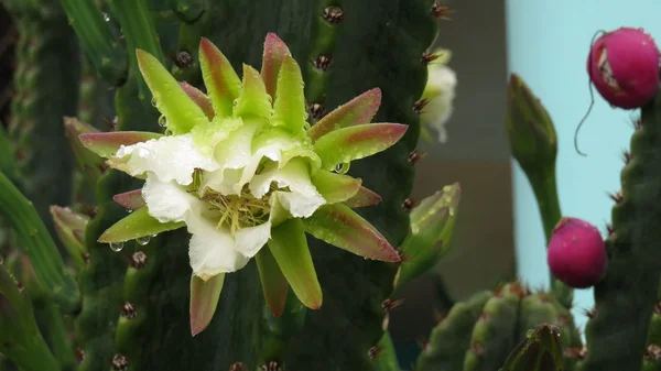 Nuit fleur de cactus sous la pluie — Photo