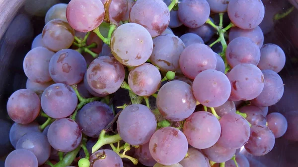 Weintrauben selbst angebaut — Stockfoto