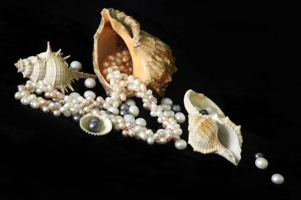 Perline Trovano Uno Sfondo Nero Perle Conchiglie Coralli Provenienti Diversi — Foto Stock