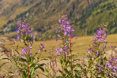 27 August 2025 Medeo Shymbulak Mountain Resort, Almaty City, Kazakhstan