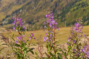 27 August 2025 Medeo Shymbulak Mountain Resort, Almaty City, Kazakhstan