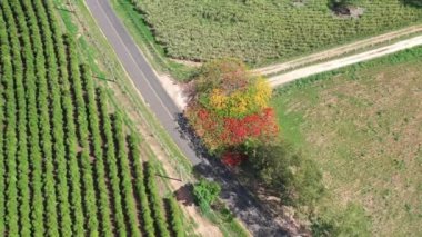 Kırsal yol manzarası. Kır manzarası. Tarım alanı sahnesi. Kırsal yol manzarası. Kır manzarası. Tarım alanı sahnesi. Kırsal yol manzarası. Kır manzarası. Tarım alanı sahnesi. Kırsal yol manzarası. Kır manzarası. Tarım alanı sahnesi. 