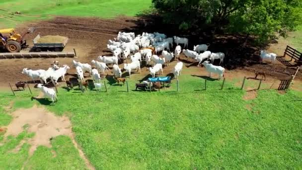 Zwierzęta Gospodarskie Pastwisku Wiejska Scena Życia Widok Wieś Miejsce Farmie — Wideo stockowe