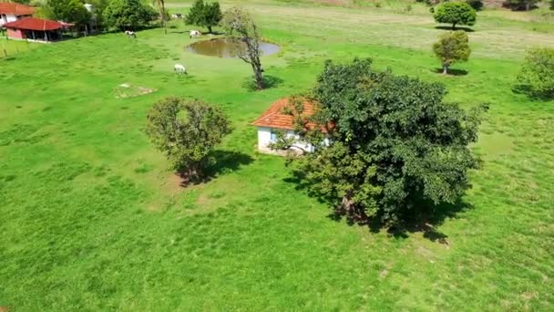 Escena Vida Rural Escena Vegetación Vista Campo Del Campo Agricultura — Vídeo de stock