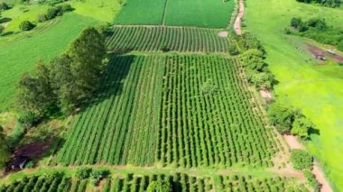 Kırsal yaşam sahnesi. Bitki örtüsü sahnesi. Tarım alanının kırsal manzarası. Kırsal yaşam sahnesi. Tarım alanının kırsal manzarası. Bitki örtüsü sahnesi. Kırsal yaşam sahnesi. Tarım alanının kırsal manzarası. Bitki örtüsü sahnesi.