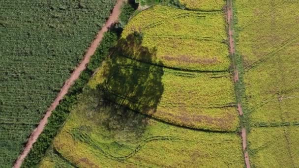 Landwirtschaftlicher Feldblick Auf Dem Land Landwirtschaftlicher Feldblick Auf Dem Land — Stockvideo