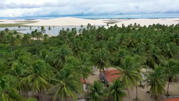 Tropical Scene Jericoacoara Ceara Brazil Exotic Destination Sand Dunes Tropical — Vídeos de Stock