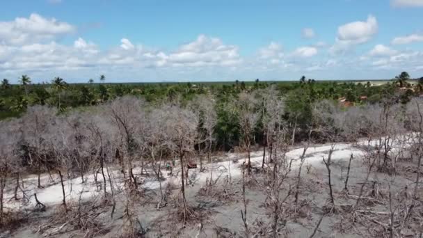 Pobřežní Krajina Jericoacoara Lesů Ceara Brazílie Pobřežní Krajina Jericoacoara Lesů — Stock video