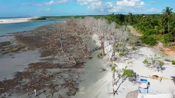 Paisagem Costeira Bosques Jericoacoara Ceará Brasil Paisagem Costeira Bosques Jericoacoara — Vídeo de Stock