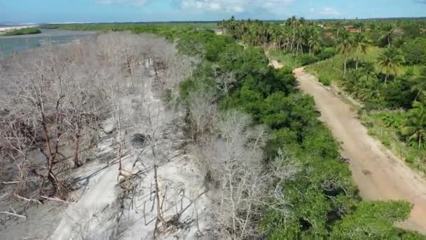 Krajobraz Wybrzeża Lasu Jericoacoara Ceara Brazylia Krajobraz Wybrzeża Lasu Jericoacoara — Wideo stockowe