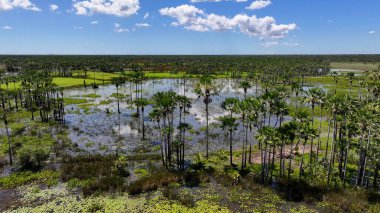 Piaui Brezilya 'daki Luis Correia' da bataklık silueti. Parnaiba Delta Peyzajı. Mangrove Skyline 'da. Piaui Brezilya 'daki Luis Correia' da bataklık silueti. Amerika 'nın Safari Deltası. Delta Bataklığı.
