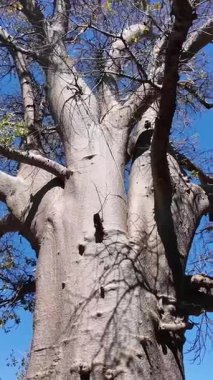 Kuzey Zimbabwe 'deki Victoria Şelalesi' nde Baobab manzarası. Baobab Ağacı manzarası. Vahşi Yaşam Manzarası. Kuzey Zimbabwe 'de Victoria Şelalesi. Baobab 'ı izole ettim. Vahşi Arkaplan.