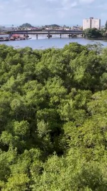 Itanhaem Skyline Sao Paulo Brezilya 'daki Itanhaem' de. Doğa Riverside. Bataklık Ormanı. Seyahat güzergahı. Itanhaem Skyline Sao Paulo Brezilya 'daki Itanhaem' de. Yeşil Vadi Sahası.