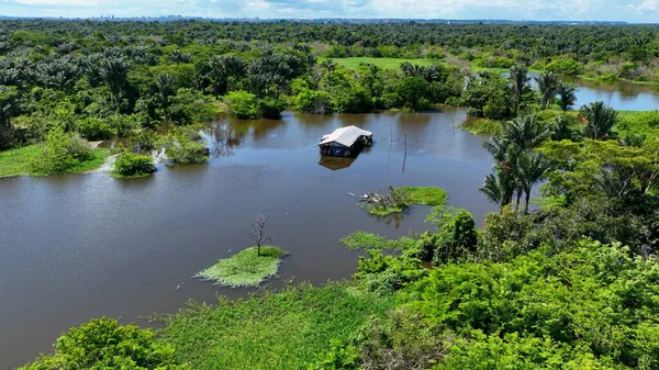 Amazon yağmur ormanları Manaus Amazonas Brezilya 'da. Sersemletici Nehir, Bereketli Tropikal Yağmur Ormanları 'ndan Geçiyor. Travel Trees Wilderness Ormanı. Güzel Doğa Günü Panoraması. Manaus Amazonas.