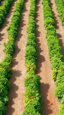 Kırsal kesimde tarım arazisi. Kırsal kesimde. Valley dağlarında yeşil alan arka planı.