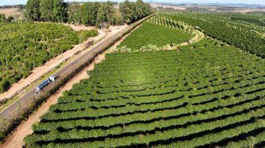 Rio Verde Goias Brezilya Kırsal Yolu. Kırsal alanda nefes kesici tarımsal alan manzarası. Egzotik Dış Tarım Güzel. Orman Tarım Doğası. Rio Verde Goias.