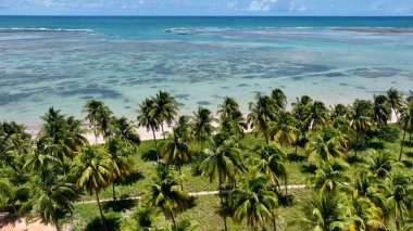 Sao Miguel Dos Milagres Alagoas Brezilya 'daki Patacho Plajı. Bereketli bir tropikal sahil manzarasının nefes kesici görüntüsü. Horizon Sahili Denizi kıyısında. Açık Sahil Panoramik.