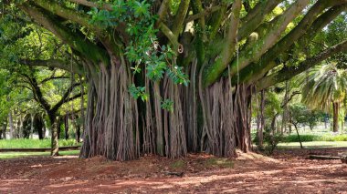 Sao Paulo Brezilya 'daki Ibirapuera Parkı. Eğlence Parkı. Highrise Binaları. Güzel Skyline. Sao Paulo Brezilya 'daki Ibirapuera Parkı. Sao Paulo 'nun Mucizeleri.