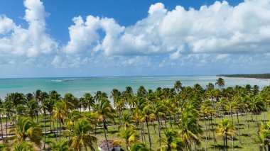 Sao Miguel Dos Milagres Alagoas Brezilya 'daki Palm Trees Field. Bereketli bir tropikal sahil manzarasının nefes kesici görüntüsü. Shore Clouds Plaj Denizi. Shore Panning Wide 'da. Sao Miguel dos Milagres Alagoas.