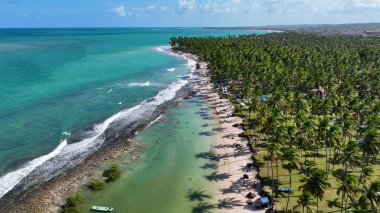 Tamandare Pernambuco Brezilya 'da koyun kumsalı. Bereketli bir tropikal sahil manzarasının nefes kesici görüntüsü. Terkedilmiş Peyzaj Eğlencesi Güzelliği. Terk edilmiş rıhtım kıyısı. Tamandare Pernambuco.
