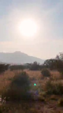 Kuzey Batı Güney Afrika 'daki Rustenburg' da Afrika Günbatımı. Afrika Hayvanları Peyzajı. Pilanesberg Ulusal Parkı. Rustenburg, Kuzey Batı Güney Afrika. Büyük Beş Hayvan. Vahşi Yaşam Safarisi.