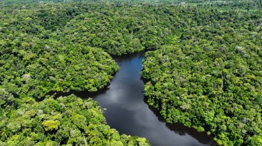 Amazon Ormanı Manaus Amazonas Brezilya 'da. Nehir yemyeşil orman manzarasından akıyor. Guyana Doğa Yağmur Ormanı Gölü. Yağmur Ormanı Şehir Simgesi Ormanı. Manaus Amazonas.