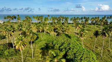 Sao Miguel Dos Milagres Alagoas Brezilya 'daki egzotik plajlar. Bereketli bir tropikal sahil manzarasının nefes kesici görüntüsü. Terk edilmiş Skyline Sezon Arzusu. Sezon Rıhtım Kıyısı.