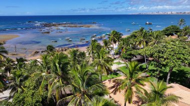 Bahia Brezilya 'daki Salvador' da Itapua Plajı. Tropik Skyline. Plaj manzarası. Yerli Hindistan cevizi ağaçları. Brezilya, Salvador 'daki Itapua Plajı. Doğa Deniz Burnu. Brezilya Kuzeydoğu.