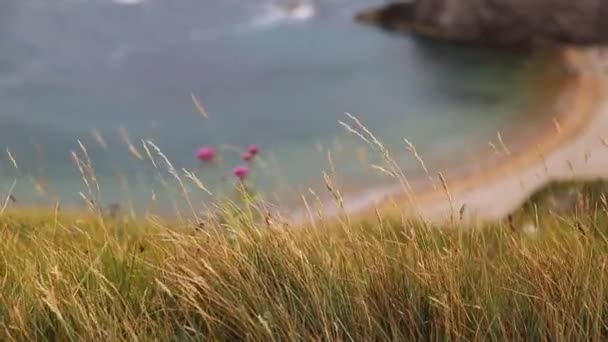 Hierba seca alta y flores púrpuras con la costa jurásica como fondo — Vídeo de stock