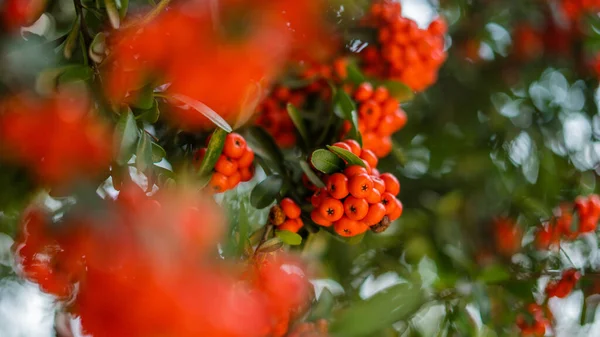 Blurry Pointleaf Manzanitas Bush Up Close in Colorful Mexico City — Stock Photo, Image