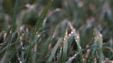 Close-up of the Morning Dew Shining on the Grass During the Early Morning