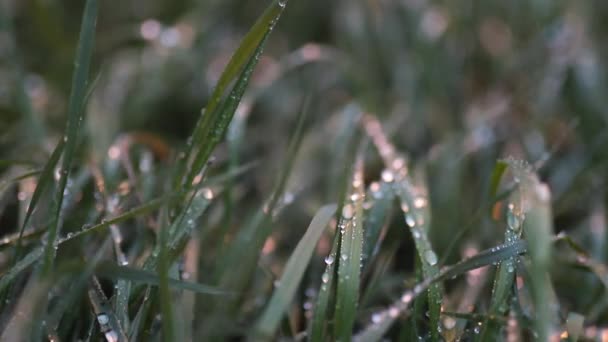 Close-up of the Morning Dew Shining on the Grass During the Early Morning — Stock video