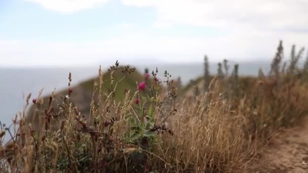 Hierba seca alta y flores púrpuras con la costa jurásica como fondo — Vídeo de stock