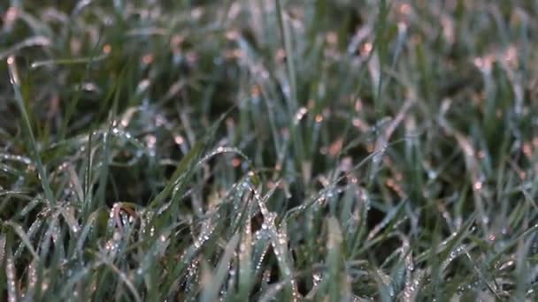 Close-up of the Morning Dew Shining on the Grass During the Early Morning — Wideo stockowe