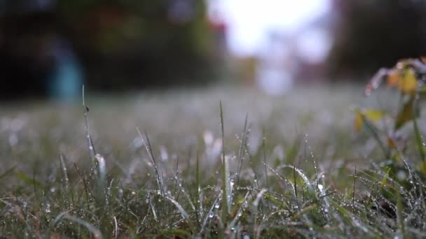 Close-up of the Morning Dew Shining on the Grass While a Red Bus Goes By — Stock video