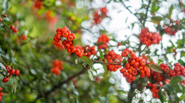 Pointleaf Manzanita Renkli Meksiko Şehri 'nde Çalkalanıyor