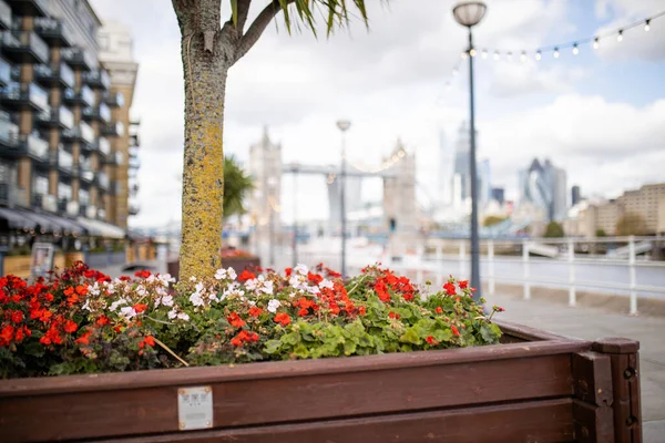 Vista da paisagem de flores vermelhas e uma pequena árvore com uma paisagem urbana como pano de fundo — Fotografia de Stock