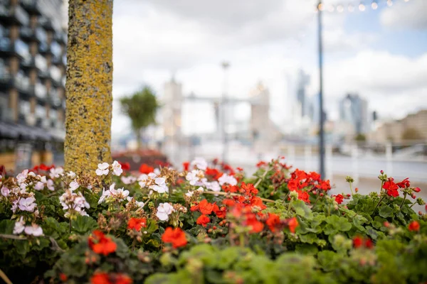 Vista da paisagem de flores vermelhas e brancas com uma paisagem urbana embaçada como pano de fundo — Fotografia de Stock