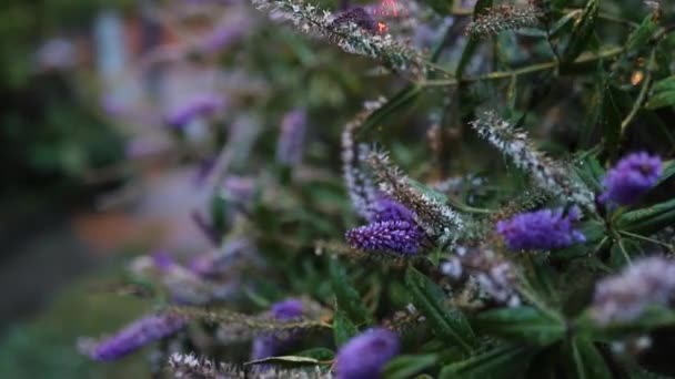 Close-up of Beautiful Lavander Flowers with Blurry Green Leaves as Background — Stock Video