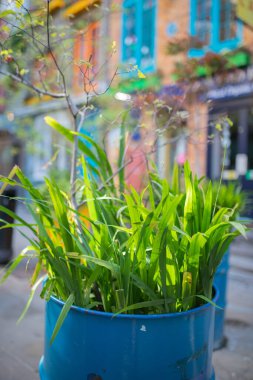 Portrait View of Plants Growing inside a Blue Steel Barrel