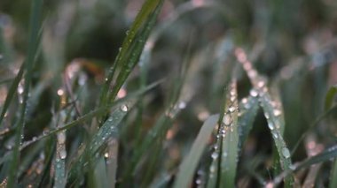 Close-up of the Morning Dew Shining on the Grass in the Early Morning