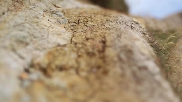 Close-up of the Cracked Dirt Ground with a Blurry Background — Wideo stockowe