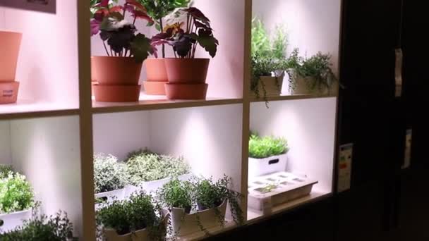 Colorful Flowers and Plants on Flowerpots Displayed in an Illuminated Shelf — Video Stock