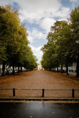 Portrait View of a Long Path Surrounded by Trees and Fallen Leaves