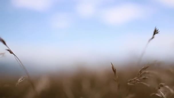 Tall Dry Grass Moving with the Wind Under a Clear Blue Sky — Stockvideo