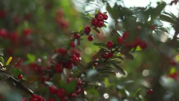 Pequeña fruta como melocotón colgando de una rama con hojas borrosas como fondo — Vídeo de stock