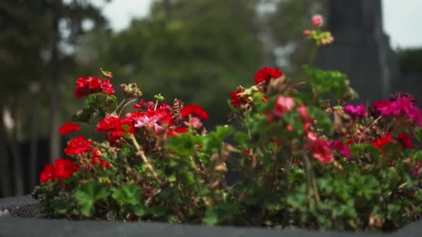 Flores rojas Bush en una sembradora con árboles borrosos como fondo — Vídeos de Stock