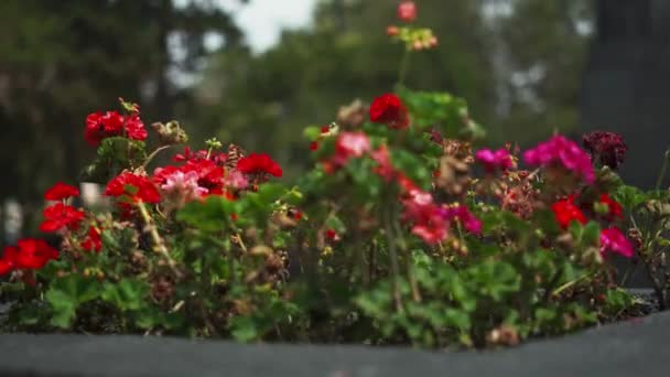 Rode Bloemen Bush Op een bloempot met wazige bomen als achtergrond — Stockvideo