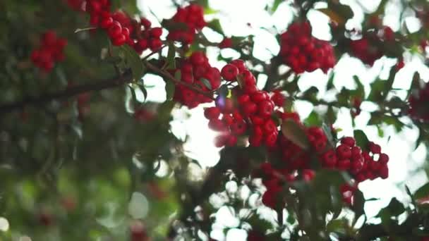 Piccola frutta simile alla pesca appesa su un ramo con foglie sfocate come sfondo — Video Stock